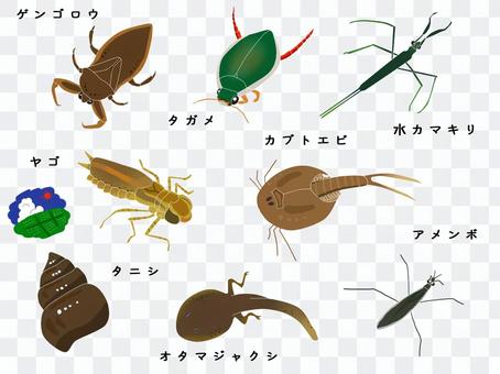 Rice field creatures Rice field creatures