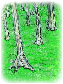 Pine forest Pine forest