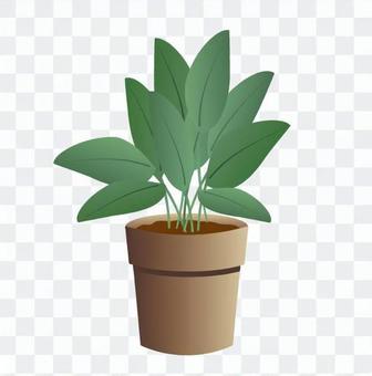 Foliage plant Foliage plant