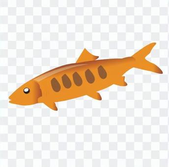 Orange glitter Danio Orange glitter Danio