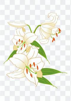 Casablanca Casablanca