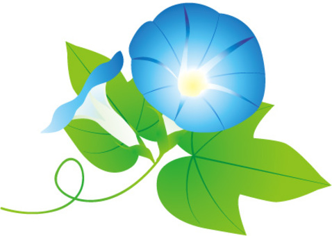 Morning glory blue Morning glory blue