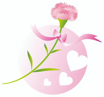 Carnation Carnation
