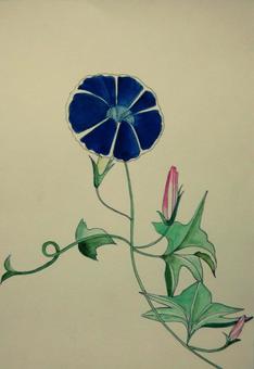 morning glory morning glory