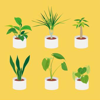 Foliage plant Foliage plant