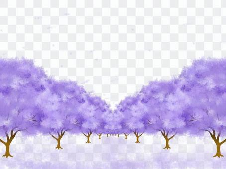 Jacaranda roadside trees Jacaranda roadside trees