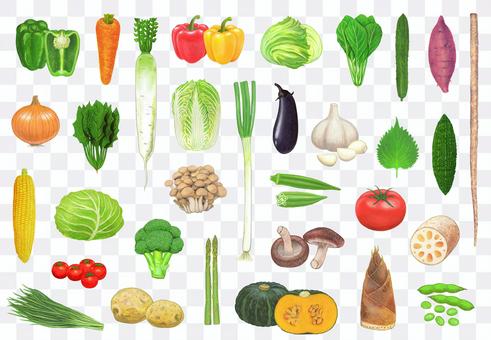 Vegetable illustration set Vegetable illustration set
