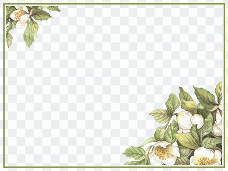 Letter background 2 Christmas rose Letter background 2 Christmas rose