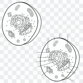 Animal cell Animal cell
