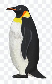 Emperor penguin Emperor penguin