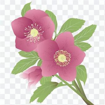 Christmas Rose _ Red _ Side Christmas Rose _ Red _ Side