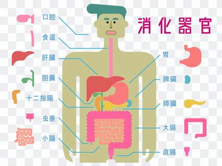 日本語の名称入り消化器官のシンプルな図 日本語の名称入り消化器官のシンプルな図