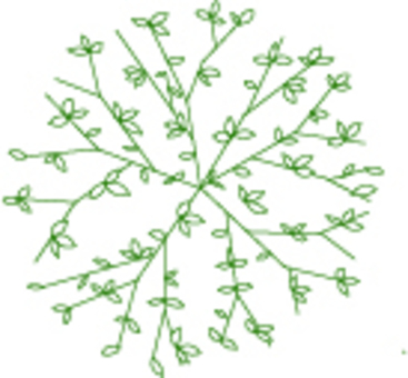 Planting plane Quercus serrata Planting plane Quercus serrata