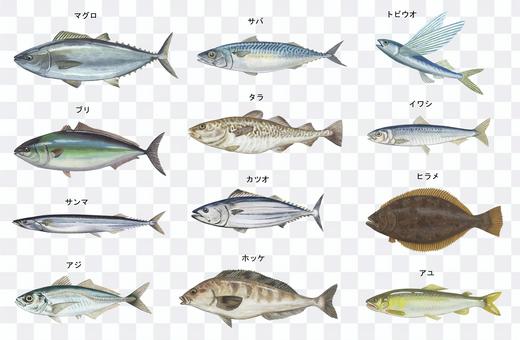 Fish illustration set Fish illustration set