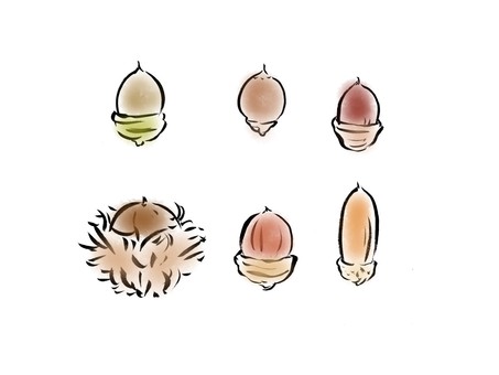 Various acorns Various acorns