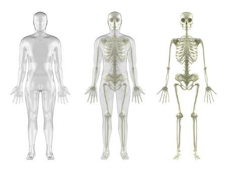 Human skeleton man Human skeleton man