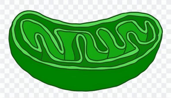 Mitochondria Mitochondria