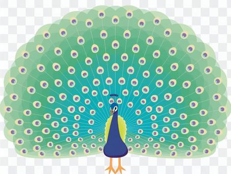 Peacock spreading feathers Peacock spreading feathers