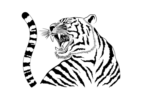 Tiger illustration Tiger illustration