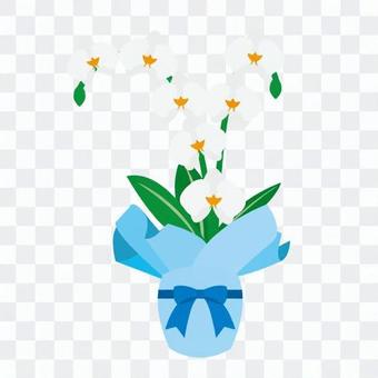 Phalaenopsis orchid gift Phalaenopsis orchid gift