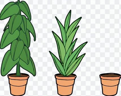 Foliage plant Foliage plant