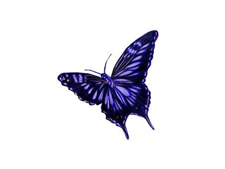 1 blue butterfly 1 blue butterfly