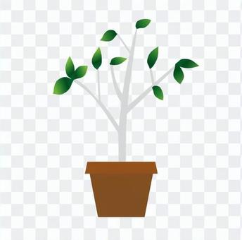 Foliage plant Foliage plant