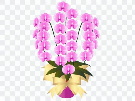 Moth orchids Moth orchids
