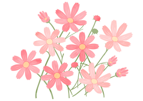Beautiful autumn cosmos _ one point Beautiful autumn cosmos _ one point