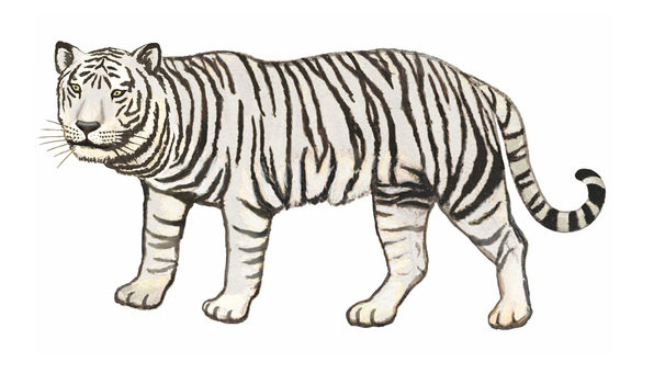 White Tiger White Tiger