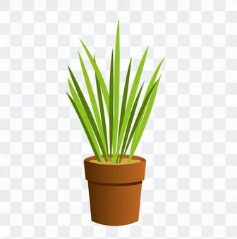 Foliage plant Foliage plant
