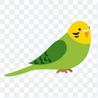Sekisei parakeet Sekisei parakeet