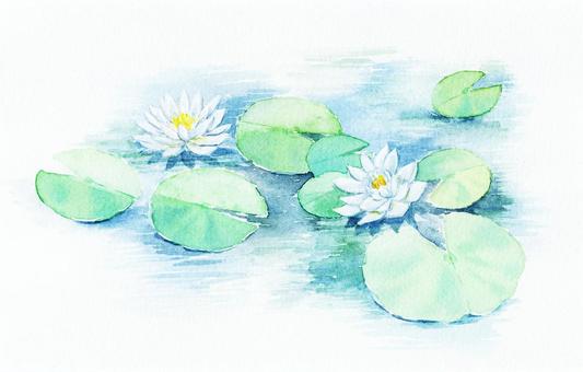 White lotus flower drawn with watercolor White lotus flower drawn with watercolor