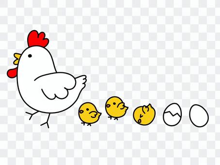 Chickens and chicks with eggs Chickens and chicks with eggs