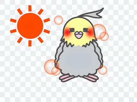 Cockatiel Hinata Bokko Cockatiel Hinata Bokko