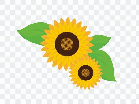 向日葵(向日葵) 向日葵(向日葵)