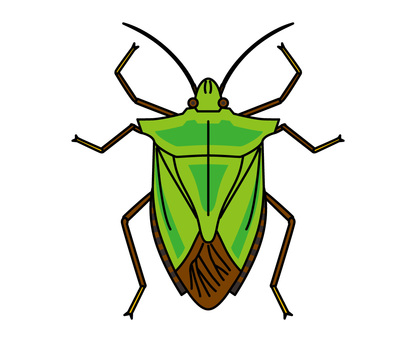 Stink bug-green Stink bug-green