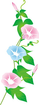 morning glory morning glory