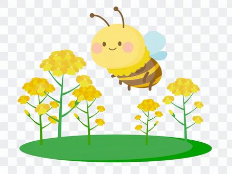 Bee and Rape Blossoms Bee and Rape Blossoms