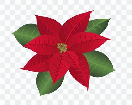 Poinsettia illustration Poinsettia illustration