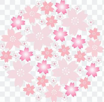 An assortment of cherry blossoms An assortment of cherry blossoms