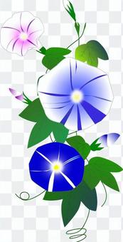 morning glory morning glory