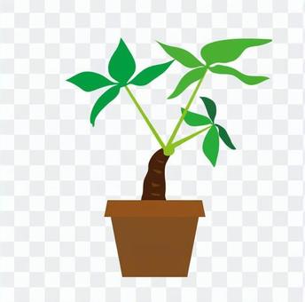 Foliage plant Foliage plant