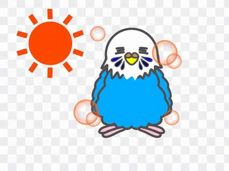 Budgerigar sun Budgerigar sun
