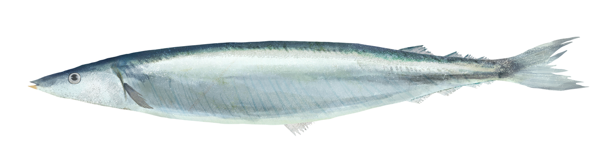 Realistic saury Realistic saury