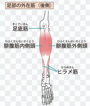 External muscle of the foot (rear side) External muscle of the foot (rear side)