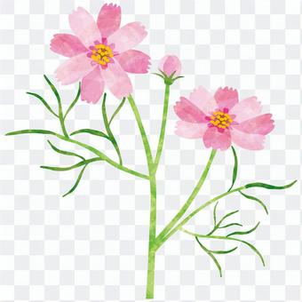 Autumn flowers / Cosmos Autumn flowers / Cosmos