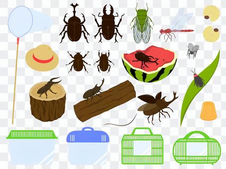 Insects collection Insects collection