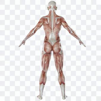 Skeletal muscle female back Skeletal muscle female back