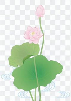 Lotus flower _ hydrologic Lotus flower _ hydrologic